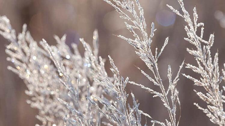 Hingucker im Garten: Ziergräser wie das Diamantgras (Calamagrostis brachytricha) bieten auch in der kalten Jahreszeit faszinierende Anblicke. Foto: Marion Nickig