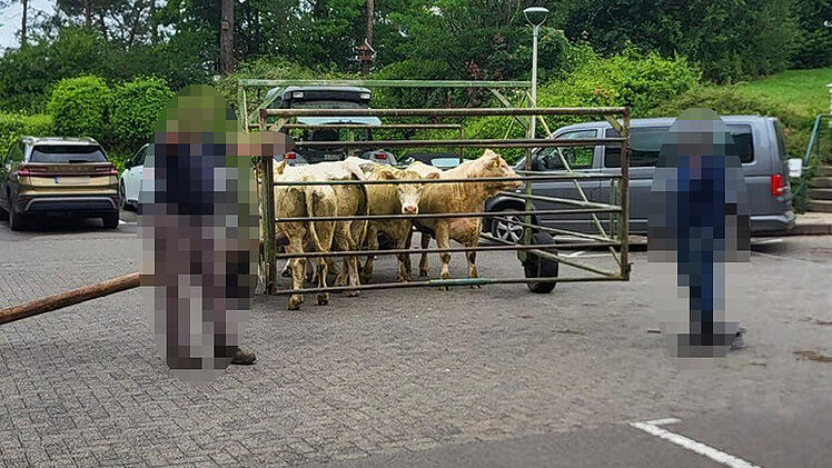 K&uuml;he kapern Notaufnahme: Skurriler Fall