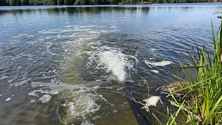 Fischsterben am Kulmbacher Naherholungsgebiet Mainaue