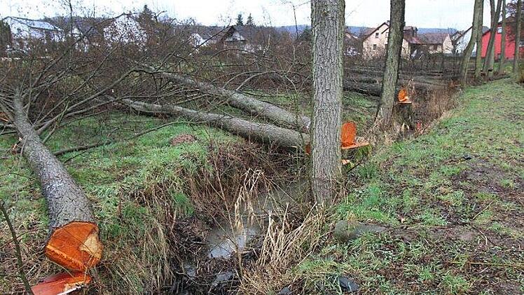 Ganze Arbeit geleistet hatte die Gemeinde bei der Fällaktion am Hautenbach. Foto: Adelheid Waschka