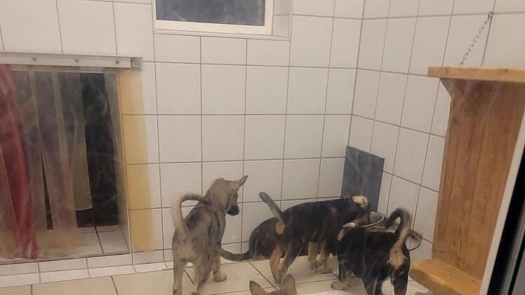 Tierheim Kulmbach: Hundehalterin verliert Kontrolle über Husky-Züchtung - "20 Welpen"