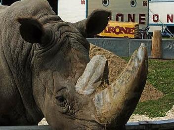 Nashorn Tsavo wartet auf die Zirkus-Fans. Foto: Edgar Bartl