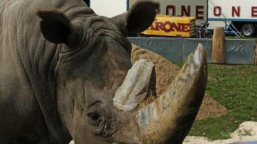 Nashorn Tsavo wartet auf die Zirkus-Fans. Foto: Edgar Bartl
