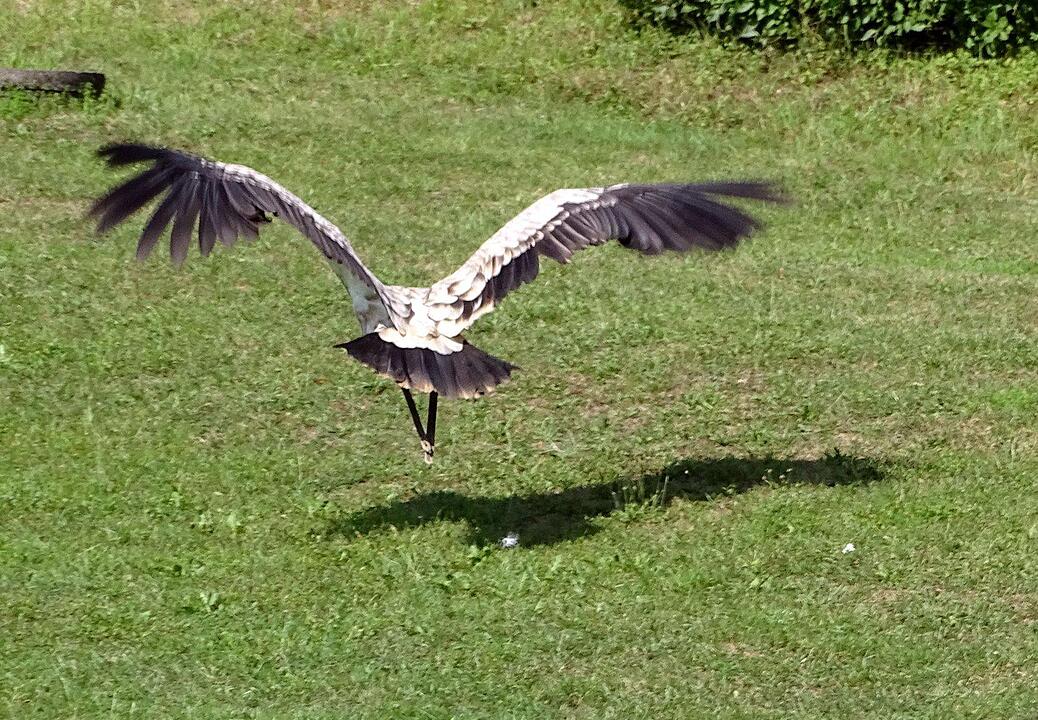 Ein Besuch im Wildtierpark Schloss Tambach. Danke an inFrankenPix-Nutzer herzolife!