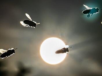 Die ÖDP macht sich  für den Arten- und speziell den Bienenschutz stark.Foto: Frank Rumpenhorst/dpa