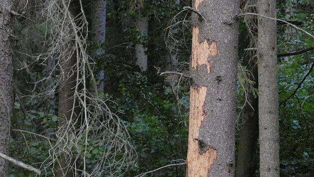 Schadholz Symbolfoto: C. Licha