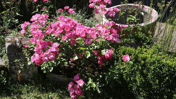 Impressionen aus Carmen Kunerts Gartenatelier in Thurnau. Foto: Barbara Herbst