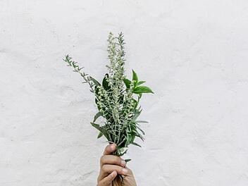 Zu Maria Himmelfahrt werden in katholischen Gegenden Kräuter gebunden, die im Gottesdienst gesegnet werden. Bild: nordwood/ unsplash.com