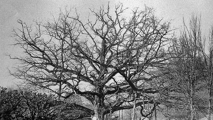 Historisches Bild: So sah die Eiche im Jahre 1899 aus. Foto: Josef Bott