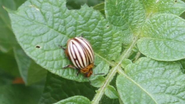 Die ersten Kartoffelk&auml;fer wurden schon gesichtet. Foto: Jupp Schr&ouml;der