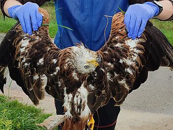 Rotmilan im Kreis Wei&szlig;enburg-Gunzenhausen vergiftet