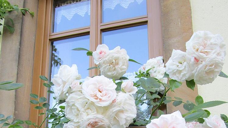 Üppige Rosenblüte in Birkach, aufgenommen im Vorjahr von Gerhard Elflein.