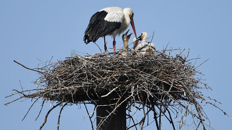 Klarer Fall: Im Horst an der Melkendorfer Hauptstraße sind drei Jungstörche im Nest.