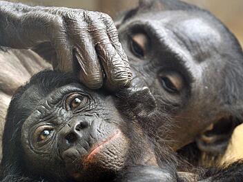 Bonobo-M&uuml;tter unterst&uuml;tzen ihre S&ouml;hne sogar beim Sex. Foto: Boris Roessler/dpa