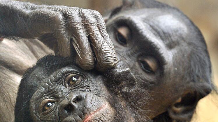 Bonobo-Mütter unterstützen ihre Söhne sogar beim Sex. Foto: Boris Roessler/dpa