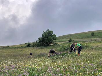 Mit Spaten, Sensen und Ampferstecher geht es in den Kampf gegen die Lupine auf den Rhöner Wiesen.