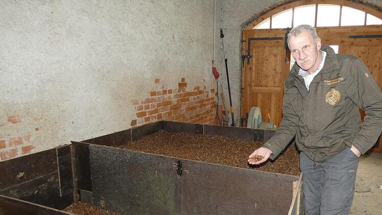 Forstamtsleiter Hans Stark schaut sich in der Trocknungsanlage die  Bucheckern-Ernte an.