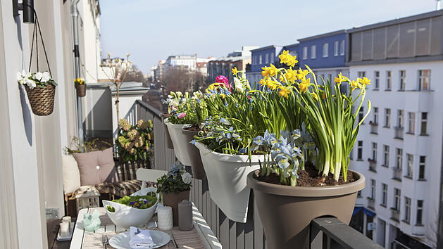potted spring flowers on a sunny balcony