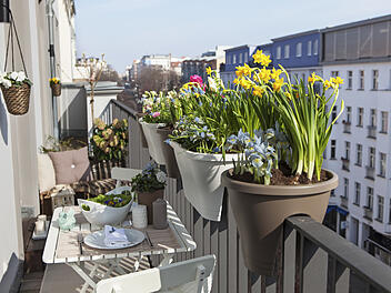 potted spring flowers on a sunny balcony