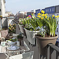 potted spring flowers on a sunny balcony