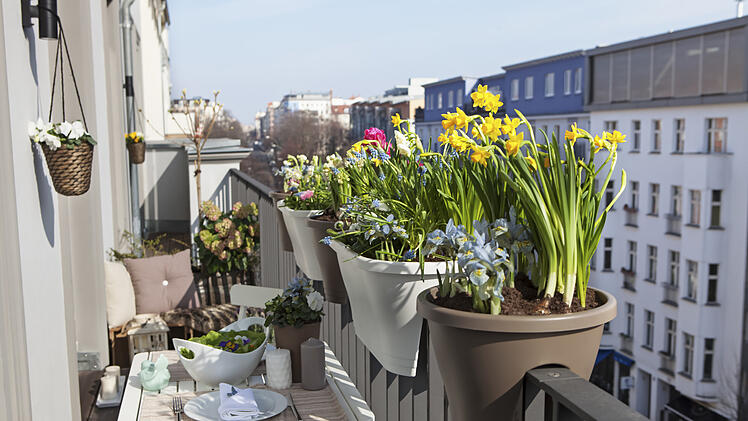 potted spring flowers on a sunny balcony