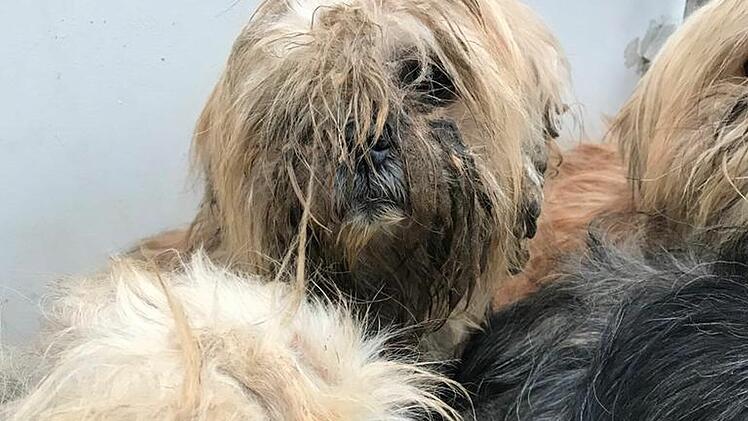 Tierheim Hof: Tierschützer befreien völlig verwahrloste Hunde aus Messiewohnung