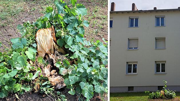 Bamberg: Stürmischer Wind in der Nacht - Feuerwehr zieht Bilanz
