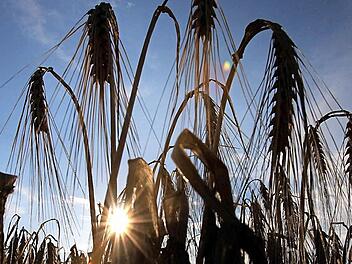 Gerste gilt als Hauptverdächtiger in Sachen Glyphosat.  Foto: Archiv/Martin Gerten, dpa