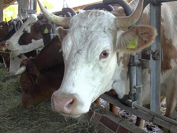 Gl&uuml;cklich und zufrieden fressen die K&uuml;he ihr Heu. Foto: Christian Licha