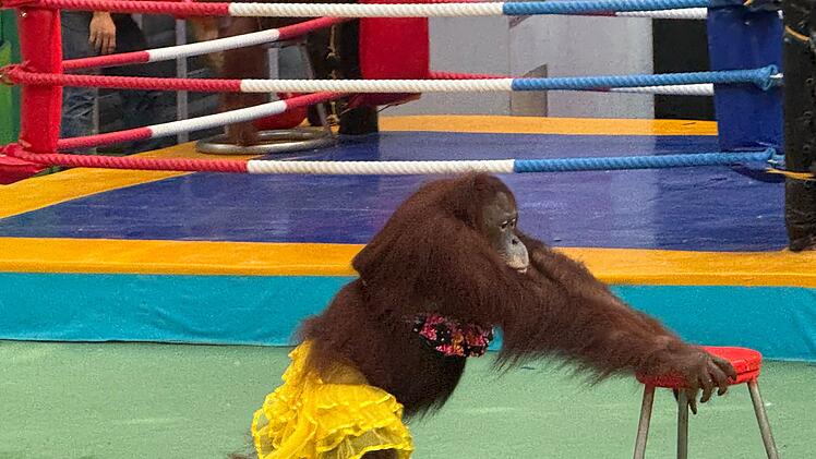 Orang-Utans als Touristenattraktion in Thailand