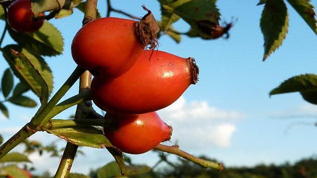 Symbolbild von Hagebutten (Foto: Pixelio/Dr. Klaus-Uwe Gerhard)