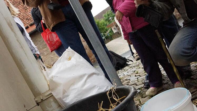 Schaulustige fotografieren die Küken.