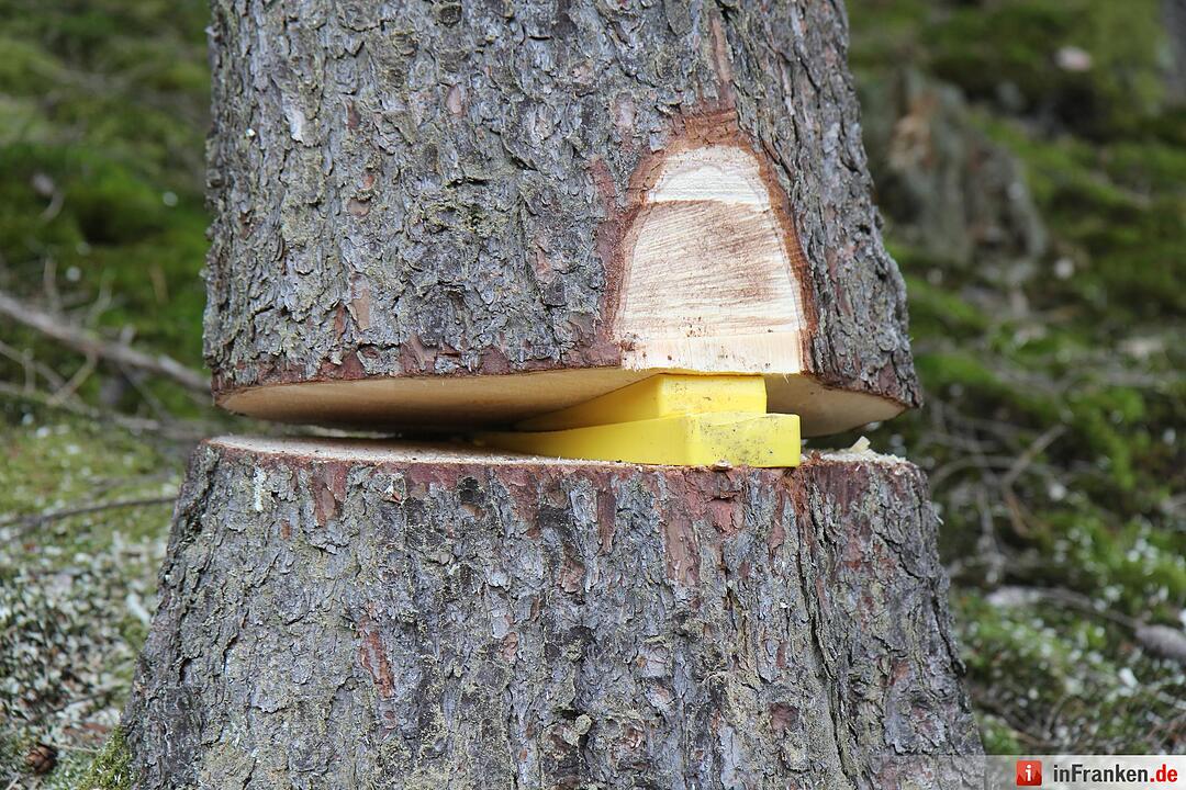 Voloprojekt: Baum fällt