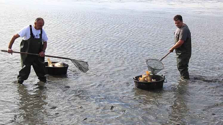 Impressionen vom Abfischen  Richard Sänger