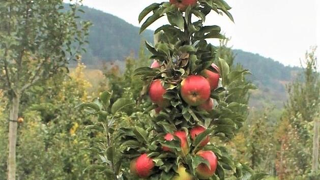 Der Säulenapfel ist unter den Obstbaumformen beliebt geworden, denn er passt auch in kleinere Gärten. Foto: Jupp Schöder