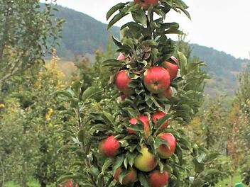 Der Säulenapfel ist unter den Obstbaumformen beliebt geworden, denn er passt auch in kleinere Gärten. Foto: Jupp Schöder