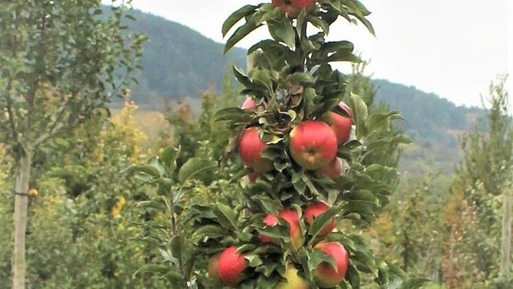 Der Säulenapfel ist unter den Obstbaumformen beliebt geworden, denn er passt auch in kleinere Gärten. Foto: Jupp Schöder