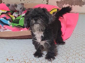 Tierheim N&uuml;rnberg nimmt s&uuml;&szlig;e H&uuml;ndin auf - "Ronja" wird von niemandem vermisst