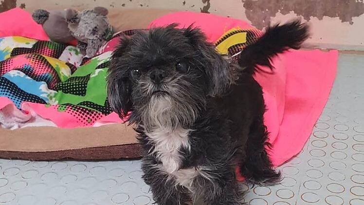 Tierheim N&uuml;rnberg nimmt s&uuml;&szlig;e H&uuml;ndin auf - "Ronja" wird von niemandem vermisst