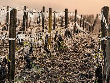 FRANCE-AGRICULTURE-WINE-WEATHER