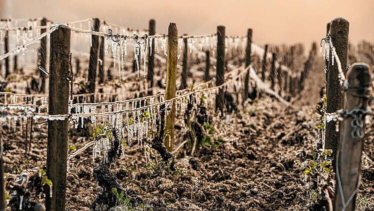 FRANCE-AGRICULTURE-WINE-WEATHER