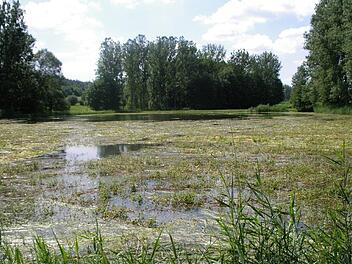 Der Dreiherzensee bei Schlüsselfeld ist verkrautet, wie der Fachbegriff heißt.  Foto: Fachberatung für Fischerei des Bezirks Oberfranken