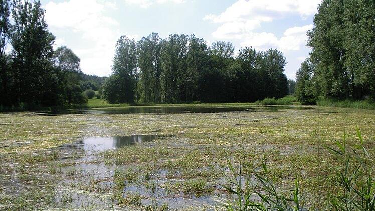 Der Dreiherzensee bei Schlüsselfeld ist verkrautet, wie der Fachbegriff heißt.  Foto: Fachberatung für Fischerei des Bezirks Oberfranken