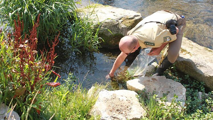 Polizeihauptkommissar Gerald Storath nimmt einen der toten Fische auf.  Foto: Matthias Einwag