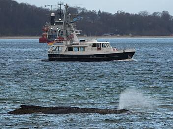Wal an der Ostseek&uuml;ste gestrandet