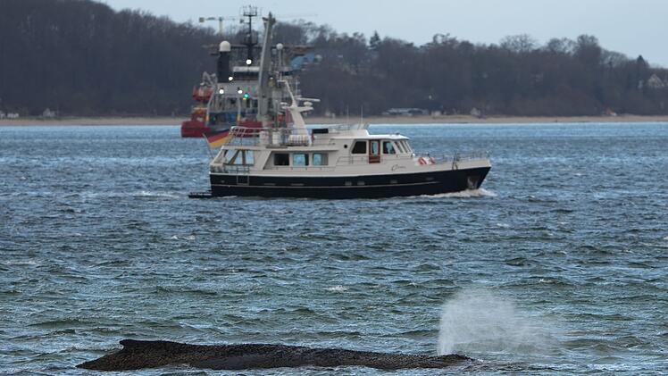 Wal an der Ostseek&uuml;ste gestrandet