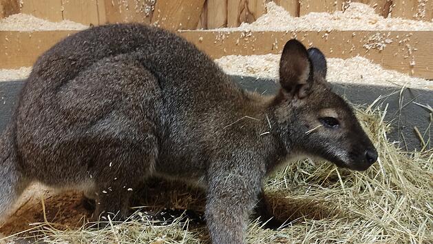 Hof: Ausgebrochenes K&auml;nguru eingefangen - Willi zur&uuml;ck im Zoo