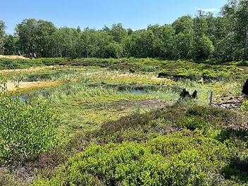 Rotes Moor in der Rh&ouml;n