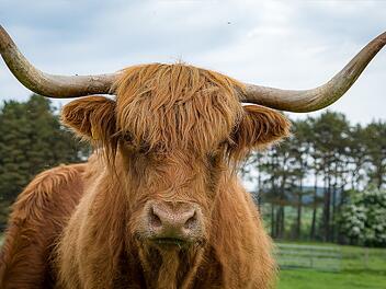 Oberpfalz: Hochlandrind springt aus Fenster und flieht vor Schlachtung Oberpfalz: Hochlandrind springt aus Fenster und flieht vor Schlachtung