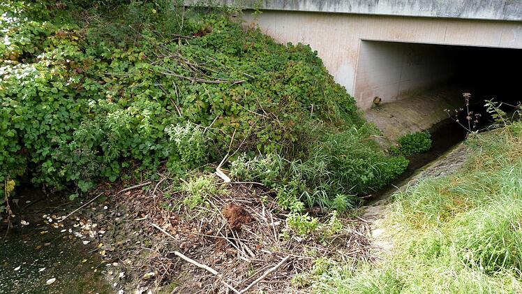 Das Wasser des Sendelbachs, hier an der Autobahnunterführung, staut sich wegen zweier Biberbauten massiv zurück und überschwemmt sogar den Wirtschaftsweg dort. Auf der anderen Seite der Autobahn führt der Graben derzeit fast kein Wasser mehr. Foto: Christian Ziegler